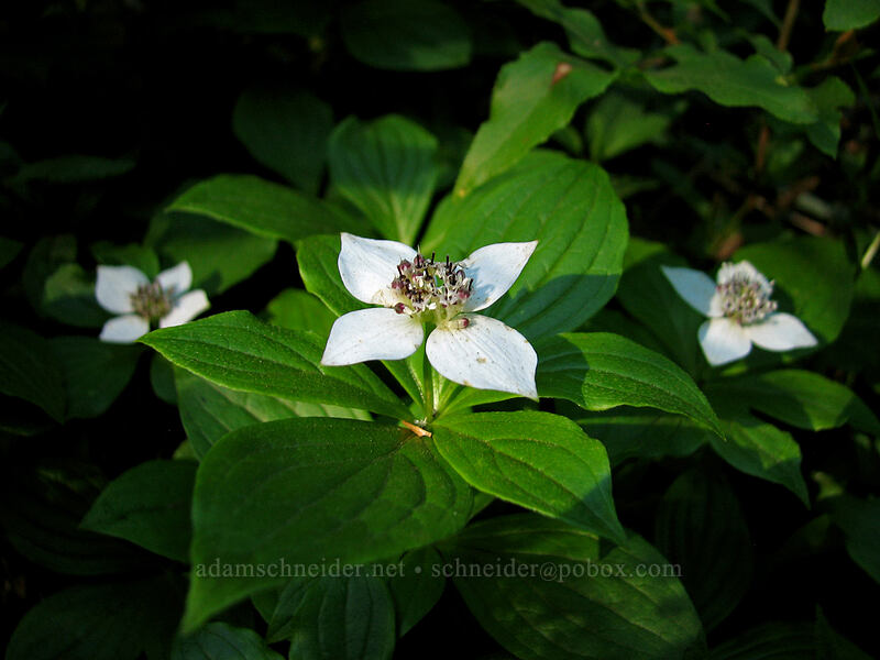 bunchberry (Cornus unalaschkensis (Cornus canadensis)) [Top Spur Trail, Mt. Hood National Forest, Clackamas County, Oregon]