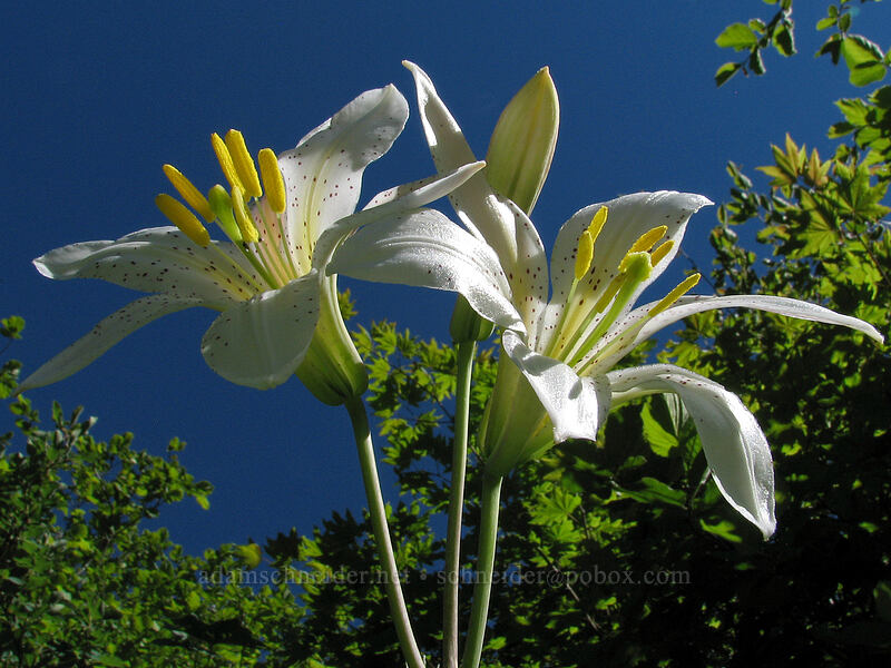 Washington lily (Lilium washingtonianum) [Bald Mountain, Mt. Hood Wilderness, Oregon]