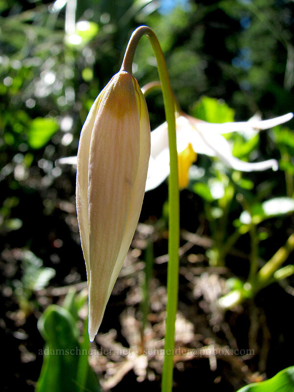 avalanche lilies (Erythronium montanum) [Bald Mountain Ridge, Mt. Hood Wilderness, Oregon]