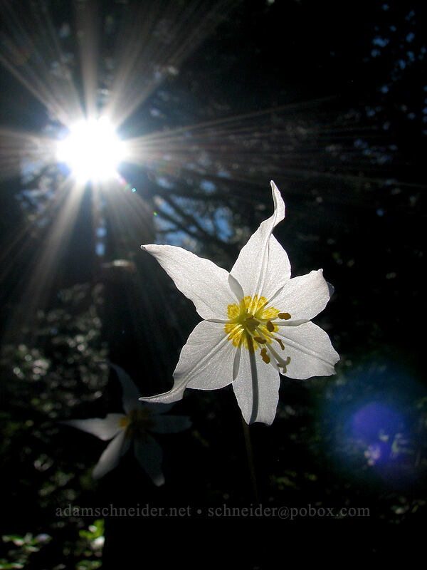 avalanche lily (Erythronium montanum) [Bald Mountain Ridge, Mt. Hood Wilderness, Hood River County, Oregon]