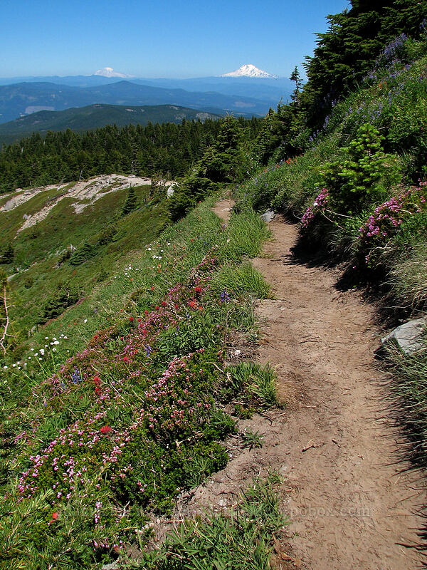 trail through alpine wildflowers [McNeil Point Trail, Mt. Hood Wilderness, Oregon]