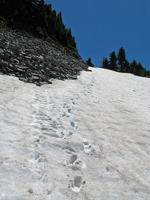boot-heel tracks down the snowfield [above Cairn Basin, Mt. Hood Wilderness, Oregon]