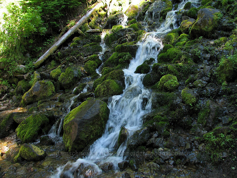 trailside cascade [Timberline Trail, Mt. Hood Wilderness, Hood River County, Oregon]