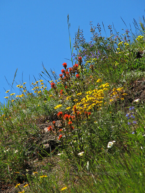 paintbrush & Oregon sunshine (Castilleja sp., Eriophyllum lanatum) [Bald Mountain, Mt. Hood Wilderness, Clackamas County, Oregon]