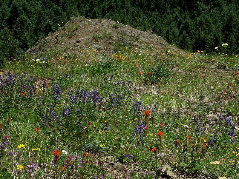 wildflowers [Bald Mountain, Mt. Hood Wilderness, Oregon]