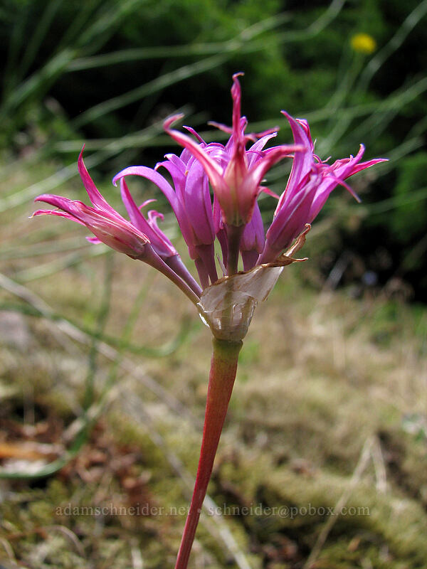 taper-tip onion (Hooker's onion) (Allium acuminatum) [Summit Creek Canyon, Columbia River Gorge, Oregon]