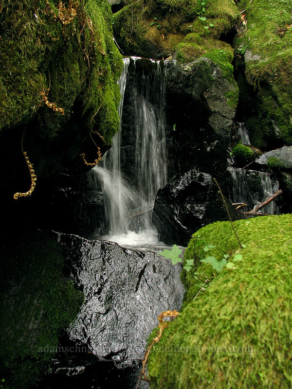 mossy waterfalls [Summit Creek Canyon, Columbia River Gorge, Hood River County, Oregon]