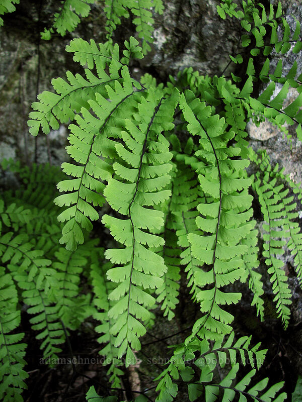 western maidenhair fern (Adiantum aleuticum) [Ed's Trail, Silver Star Mountain, Gifford Pinchot Nat'l Forest, Skamania County, Washington]