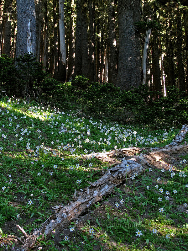 avalanche lilies (Erythronium montanum) [Eden Park Loop Trail, Mt. Hood Wilderness, Oregon]