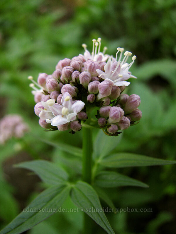 Sitka valerian (Valeriana sitchensis) [Eden Park Loop Trail, Mt. Hood Wilderness, Hood River County, Oregon]