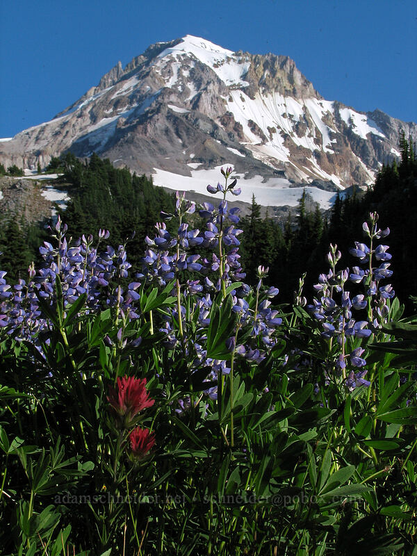 Mount Hood & lupines (Lupinus latifolius) [Cairn Basin, Mt. Hood Wilderness, Hood River County, Oregon]