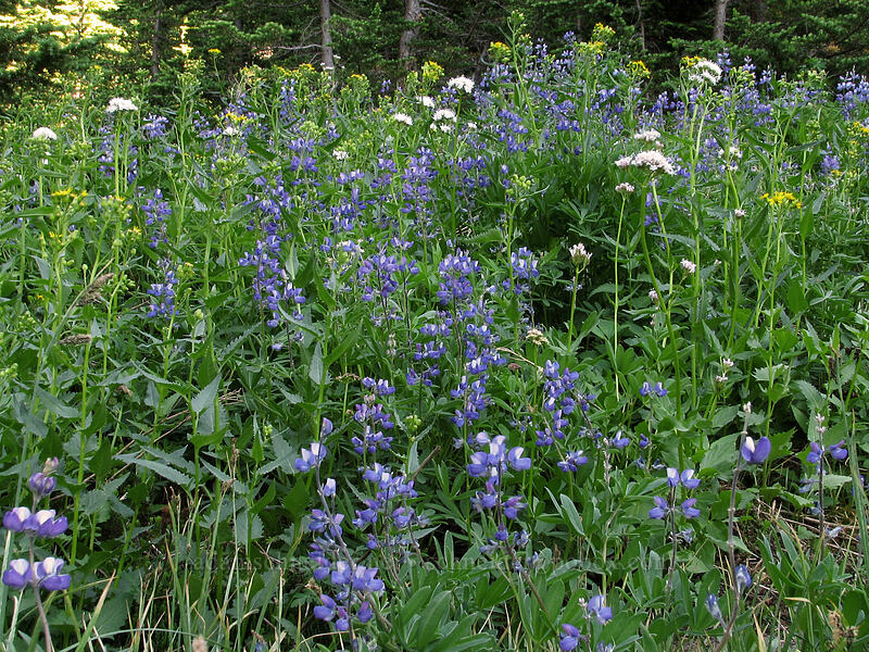 lupines & valerian (Lupinus latifolius, Valeriana sitchensis) [Timberline Trail, Mt. Hood Wilderness, Hood River County, Oregon]