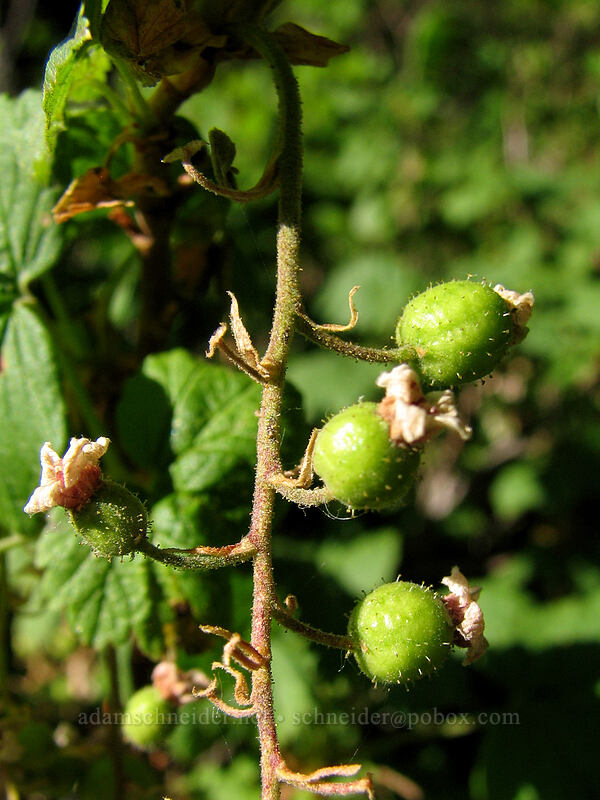 currants (Ribes sp.) [Timberline Trail, Mt. Hood Wilderness, Hood River County, Oregon]
