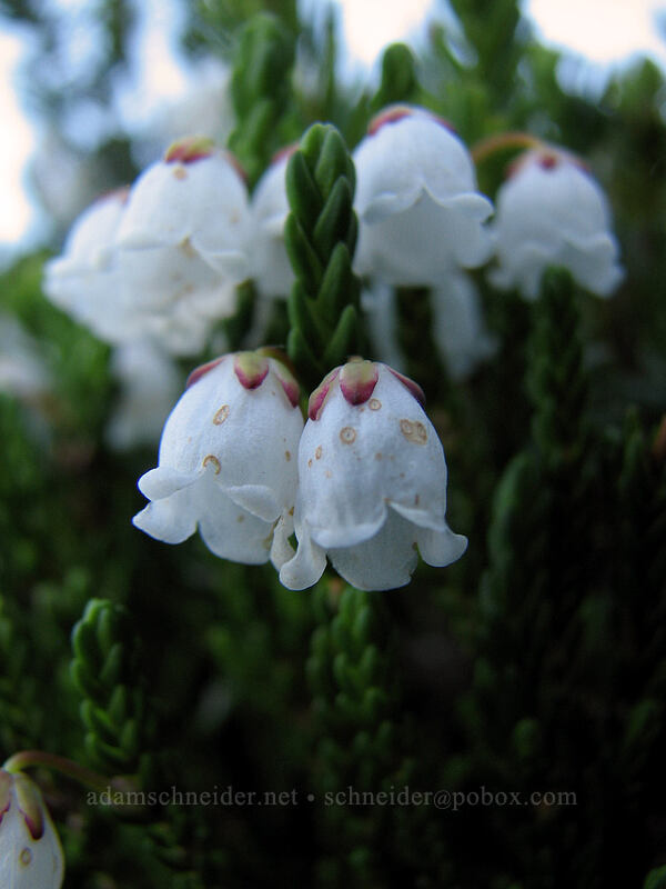 white mountain heather (Cassiope mertensiana) [Timberline Trail, Mt. Hood Wilderness, Hood River County, Oregon]