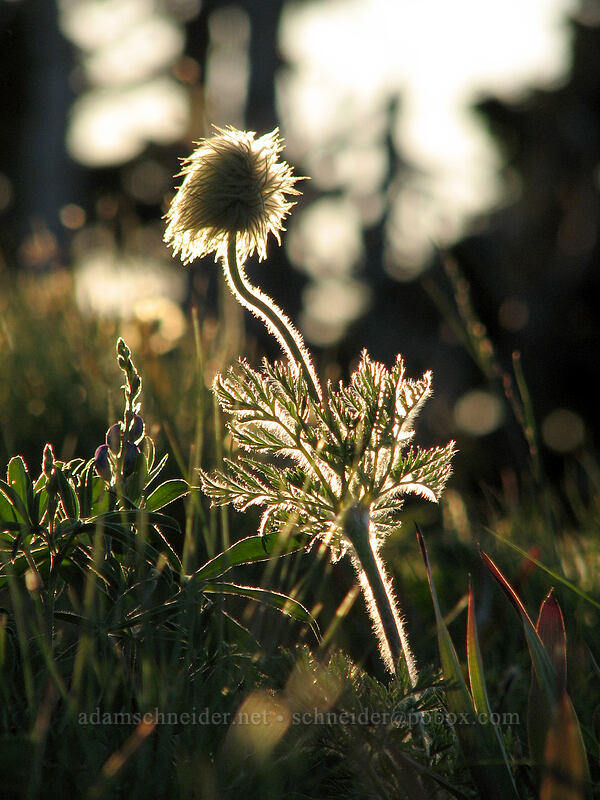 western pasqueflower (Anemone occidentalis (Pulsatilla occidentalis)) [above Wy'East Basin, Mt. Hood Wilderness, Hood River County, Oregon]