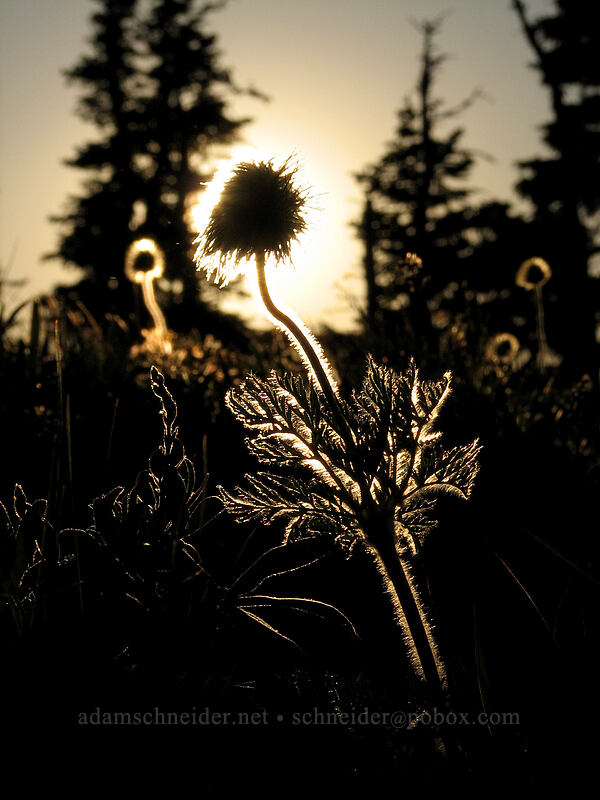 western pasqueflower seed head (Anemone occidentalis (Pulsatilla occidentalis)) [above Wy'East Basin, Mt. Hood Wilderness, Oregon]
