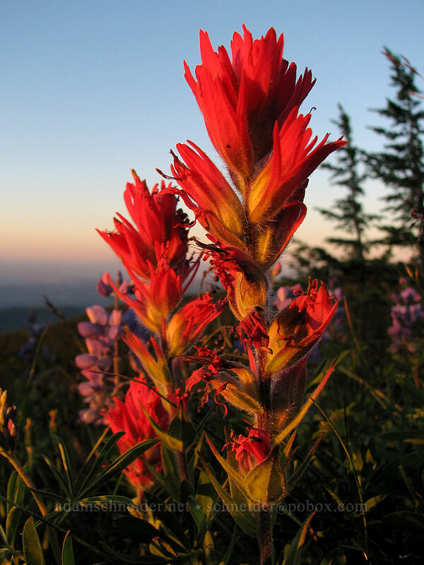 paintbrush (Castilleja parviflora var. oreopola) [above Wy'East Basin, Mt. Hood Wilderness, Hood River County, Oregon]