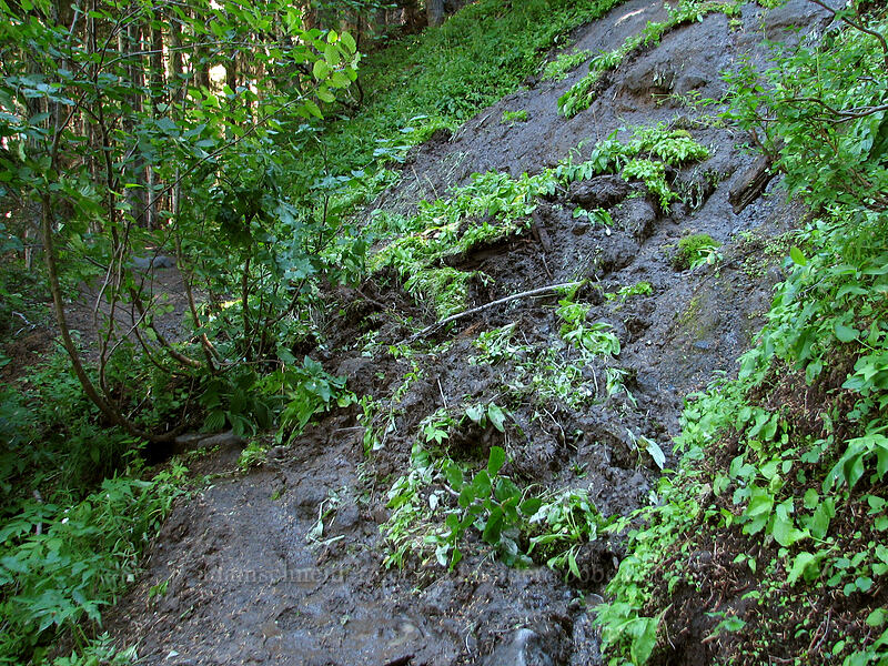 small landslide across the trail [Zigzag Canyon, Mt. Hood Wilderness, Clackamas County, Oregon]