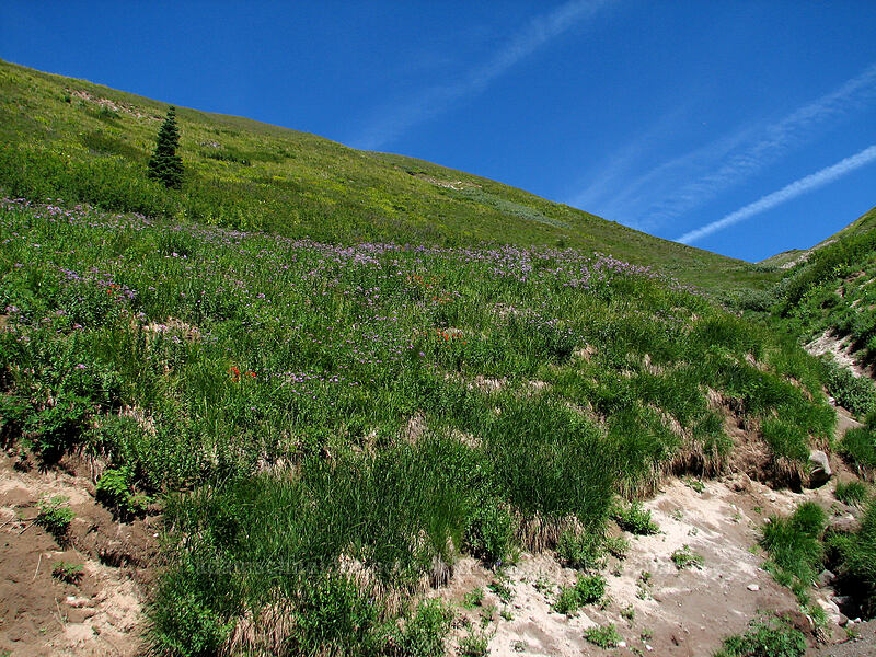 aster-covered hillside (Eucephalus ledophyllus (Aster ledophyllus)) [Paradise Park, Mt. Hood Wilderness, Clackamas County, Oregon]