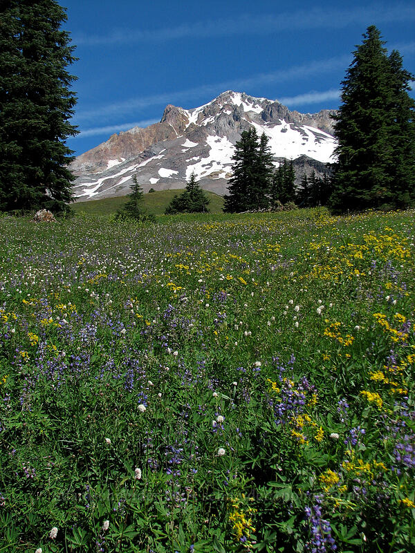 Mount Hood & wildflowers (Lupinus latifolius, Senecio triangularis, Bistorta bistortoides (Polygonum bistortoides)) [Paradise Park, Mt. Hood Wilderness, Clackamas County, Oregon]