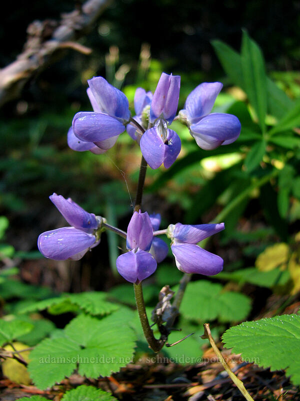 lupine (Lupinus latifolius) [Indian Heaven Trail, Indian Heaven Wilderness, Skamania County, Washington]