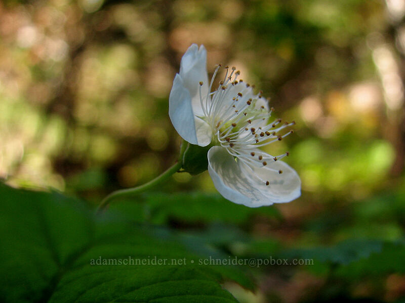 dwarf bramble (Rubus lasiococcus) [Indian Heaven Trail, Indian Heaven Wilderness, Skamania County, Washington]