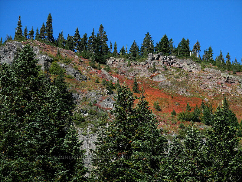 Bird Mountain [Indian Heaven Trail, Indian Heaven Wilderness, Skamania County, Washington]