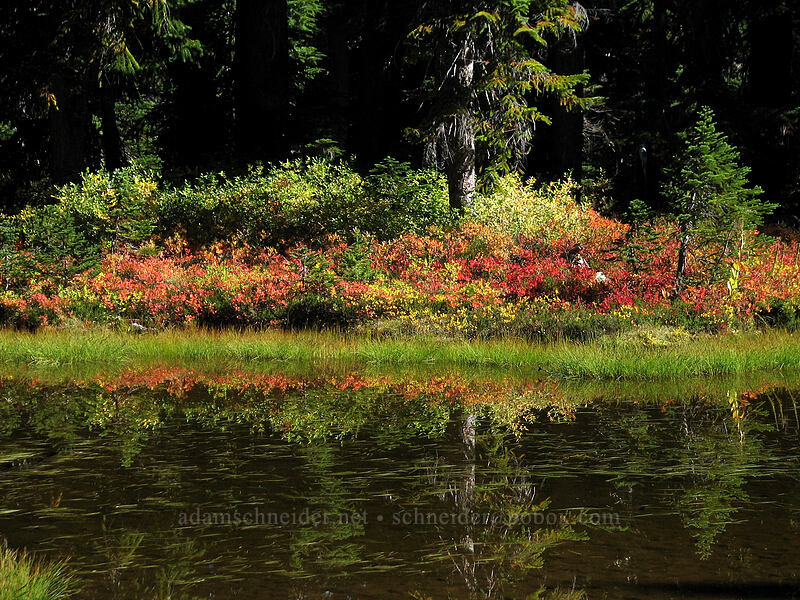 pond in a meadow [Indian Heaven Trail, Indian Heaven Wilderness, Skamania County, Washington]