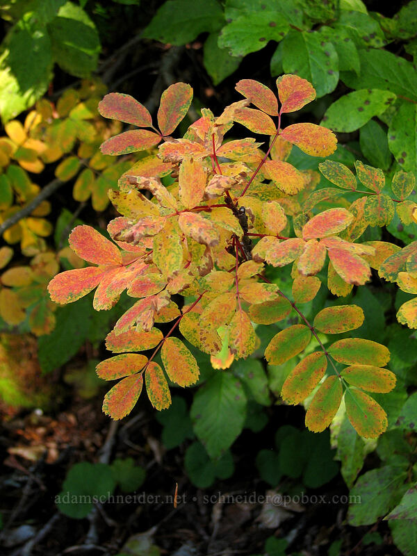 autumn leaves [Indian Heaven Trail, Indian Heaven Wilderness, Skamania County, Washington]