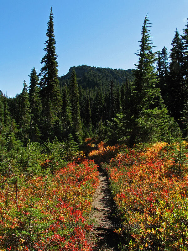 Lemei Rock & huckleberry fields (Vaccinium sp.) [Lemei Trail, Indian Heaven Wilderness, Washington]