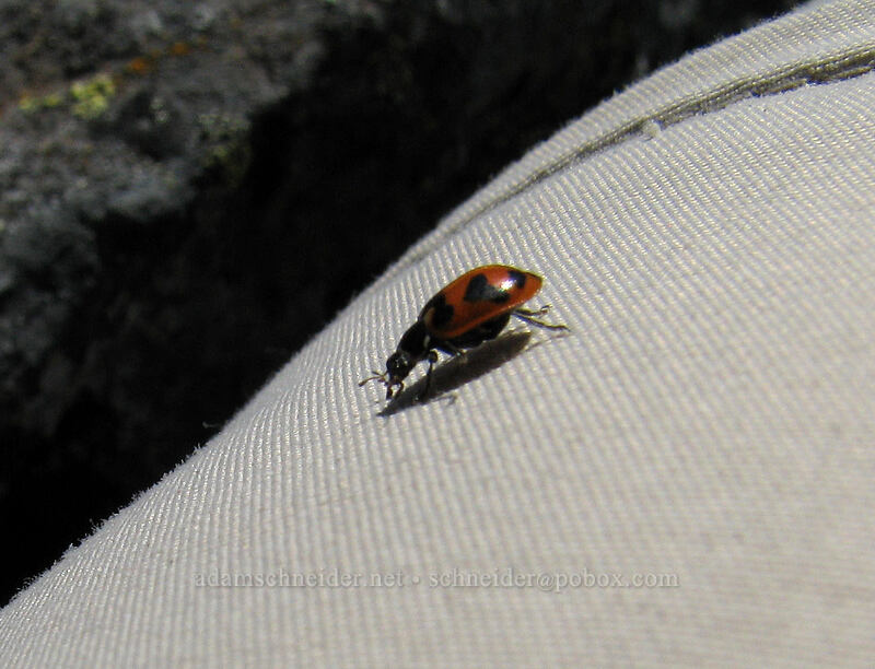 ladybug (Oregon lady beetle) profile (Hippodamia oregonensis) [Lemei Rock, Indian Heaven Wilderness, Skamania County, Washington]
