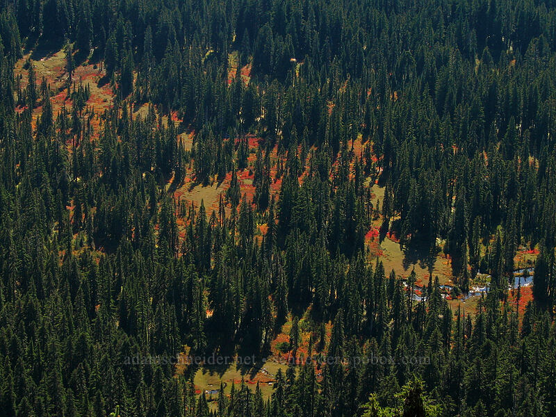 huckleberry meadows from above [south summit of Lemei Rock, Indian Heaven Wilderness, Skamania County, Washington]
