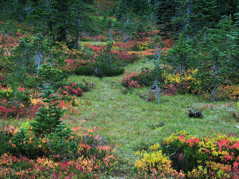 fall colors [Indian Heaven Trail, Indian Heaven Wilderness, Washington]