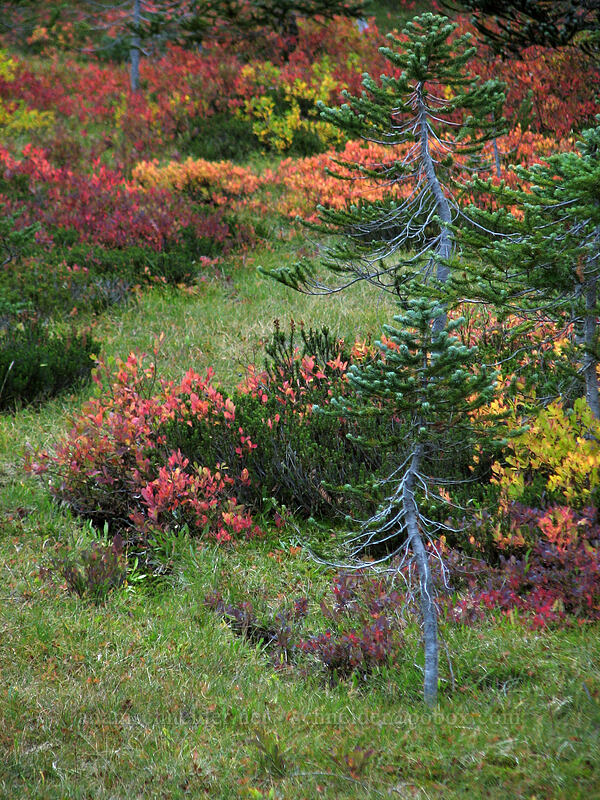 fall colors [Indian Heaven Trail, Indian Heaven Wilderness, Skamania County, Washington]