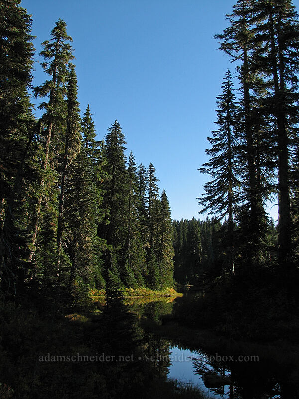 headwaters of Cultus Creek [Indian Heaven Trail, Indian Heaven Wilderness, Skamania County, Washington]