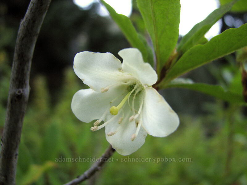 Cascade azalea (Rhododendron albiflorum) [Indian Heaven Trail, Indian Heaven Wilderness, Skamania County, Washington]