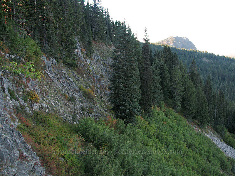 edge of Bird Mountain [Indian Heaven Trail, Indian Heaven Wilderness, Skamania County, Washington]