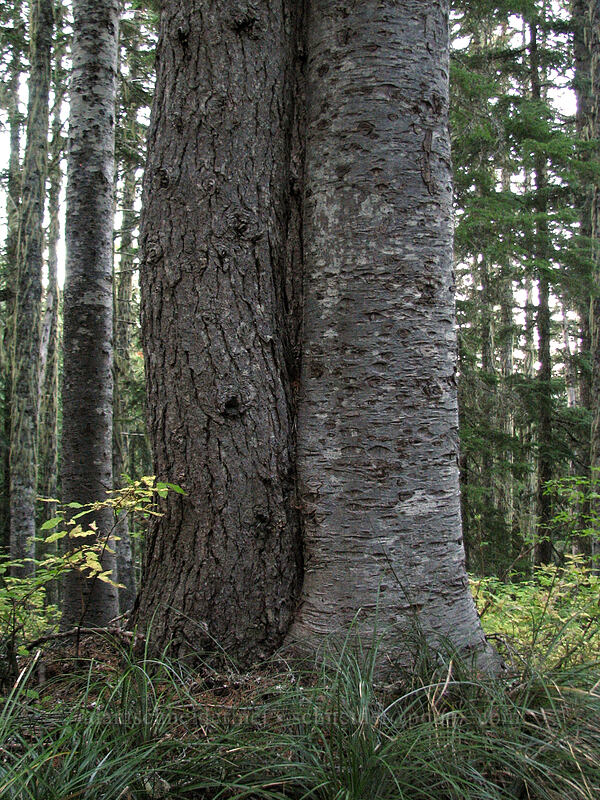 hemlock & fir tree, growing together (Tsuga mertensiana, Abies sp.) [Indian Heaven Trail, Indian Heaven Wilderness, Skamania County, Washington]