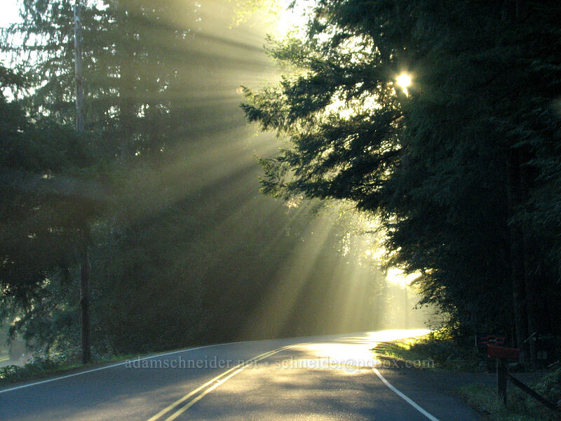 morning sun & fog [Cedar Creek Road, Amboy, Clark County, Washington]