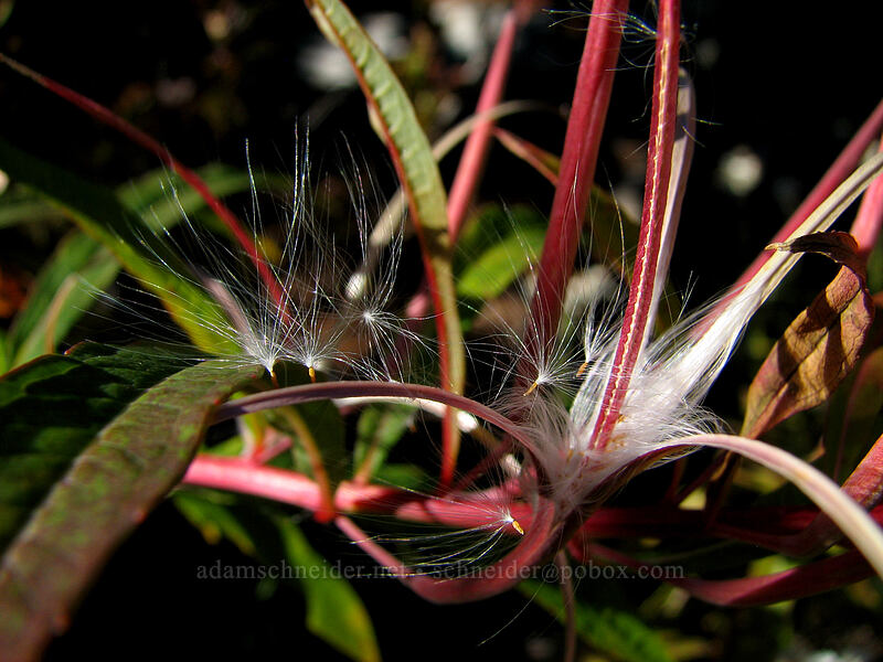 fireweed seedpods (Chamerion angustifolium (Chamaenerion angustifolium) (Epilobium angustifolium)) [Boundary Trail, Gifford Pinchot Nat'l Forest, Skamania County, Washington]