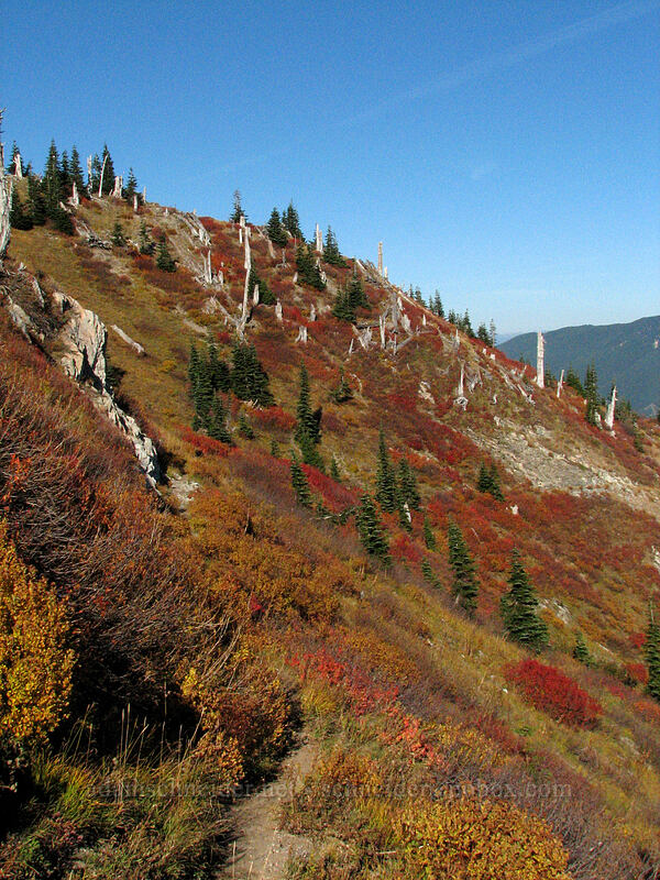 fall colors [Boundary Trail, Mt. St. Helens National Volcanic Monument, Skamania County, Washington]