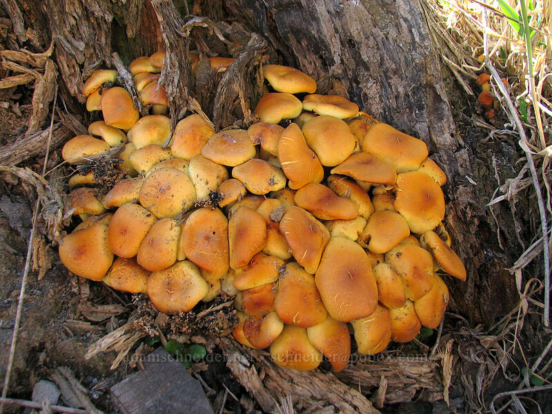 fungus [Boundary Trail, Mt. St. Helens National Volcanic Monument, Skamania County, Washington]