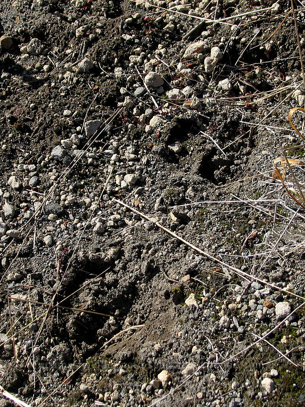 elk tracks [Boundary Trail, Mt. St. Helens National Volcanic Monument, Skamania County, Washington]