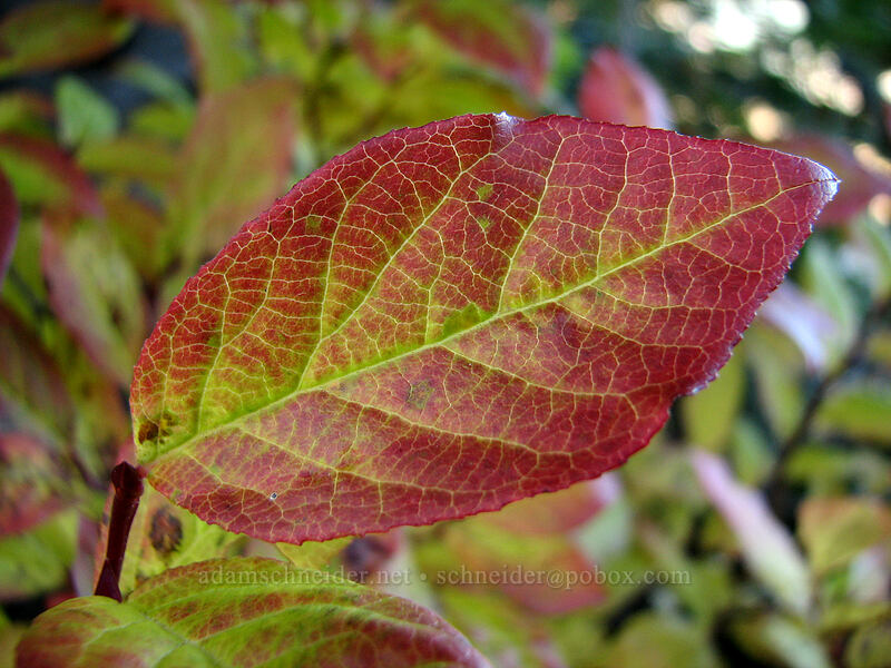 huckleberry leaf (Vaccinium sp.) [Boundary Trail, Gifford Pinchot Nat'l Forest, Skamania County, Washington]
