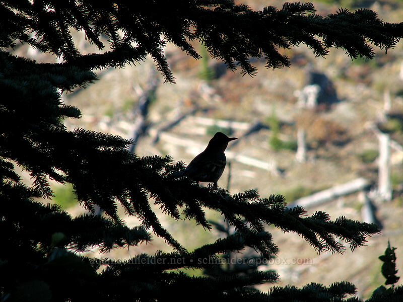 bird on a hemlock branch [Boundary Trail, Gifford Pinchot Nat'l Forest, Skamania County, Washington]