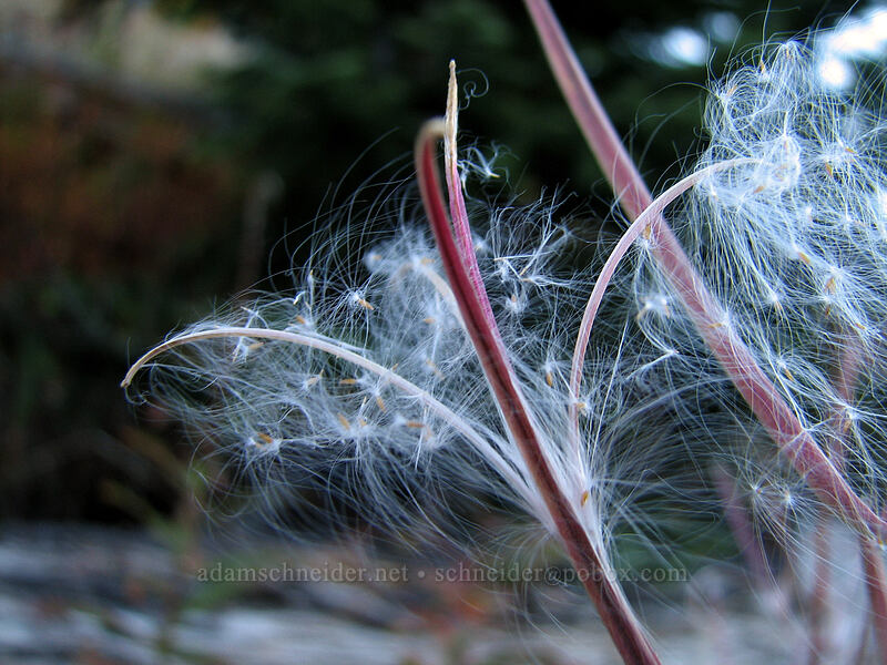 fireweed seeds (Chamerion angustifolium (Chamaenerion angustifolium) (Epilobium angustifolium)) [Boundary Trail, Gifford Pinchot Nat'l Forest, Skamania County, Washington]