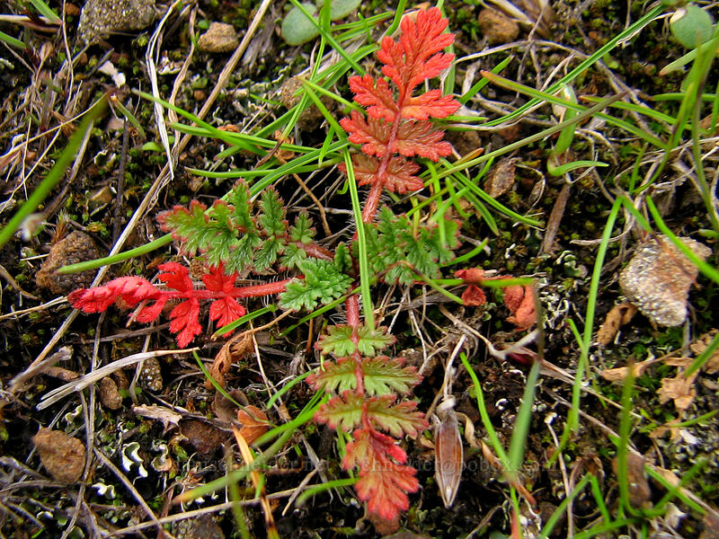 red leaves [top of Coyote Wall, Klickitat County, Washington]