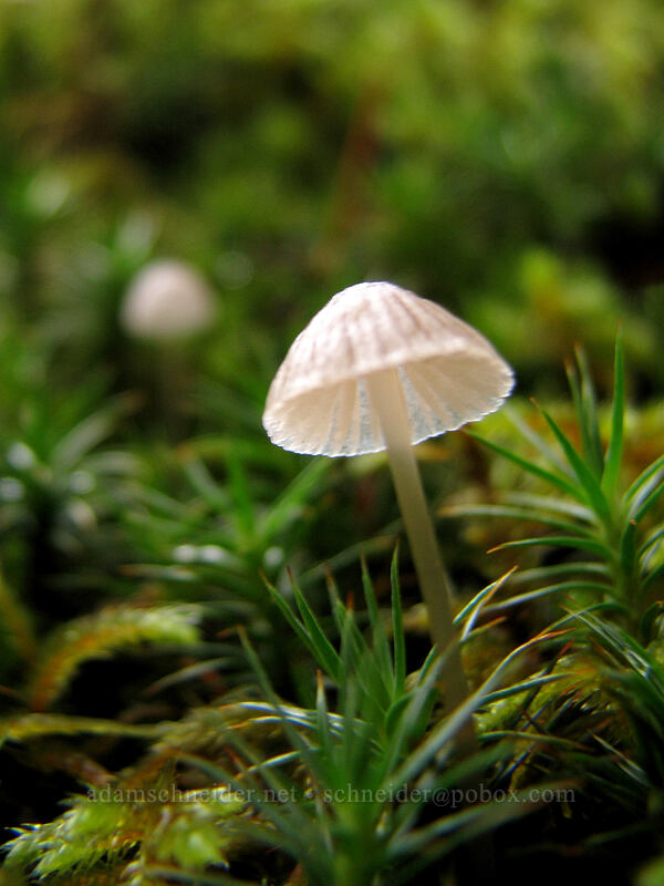 mushroom & moss [Coyote Canyon Trail, Klickitat County, Washington]