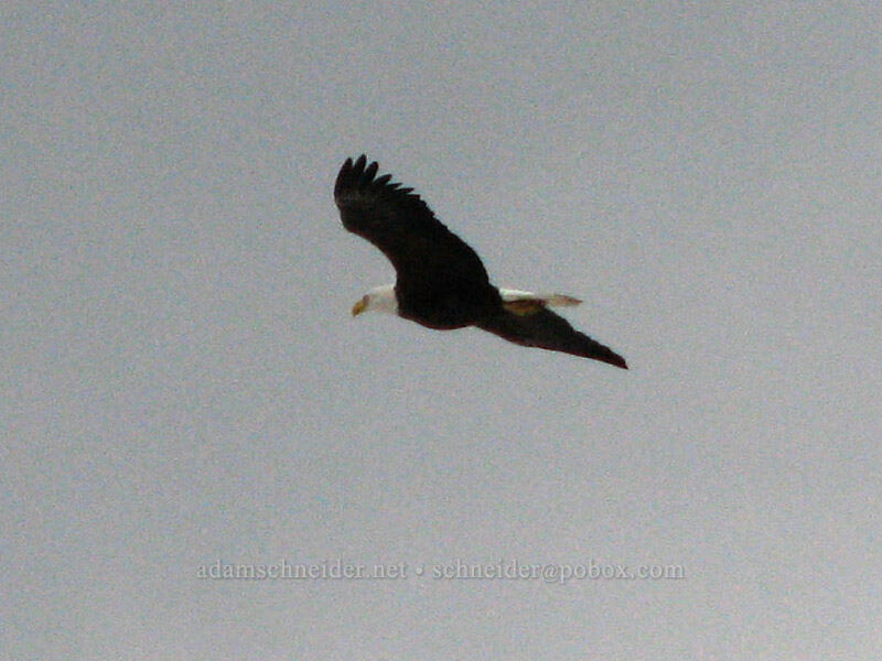 bald eagle (Haliaeetus leucocephalus) [Yaquina Head, Agate Beach, Lincoln County, Oregon]