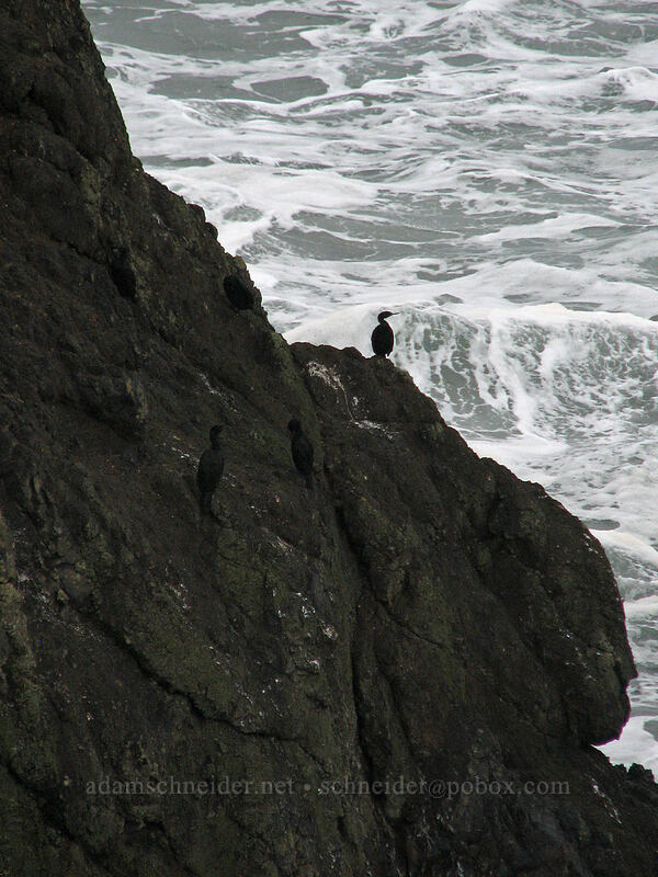 cormorants on Colony Rock [Yaquina Head, Agate Beach, Lincoln County, Oregon]
